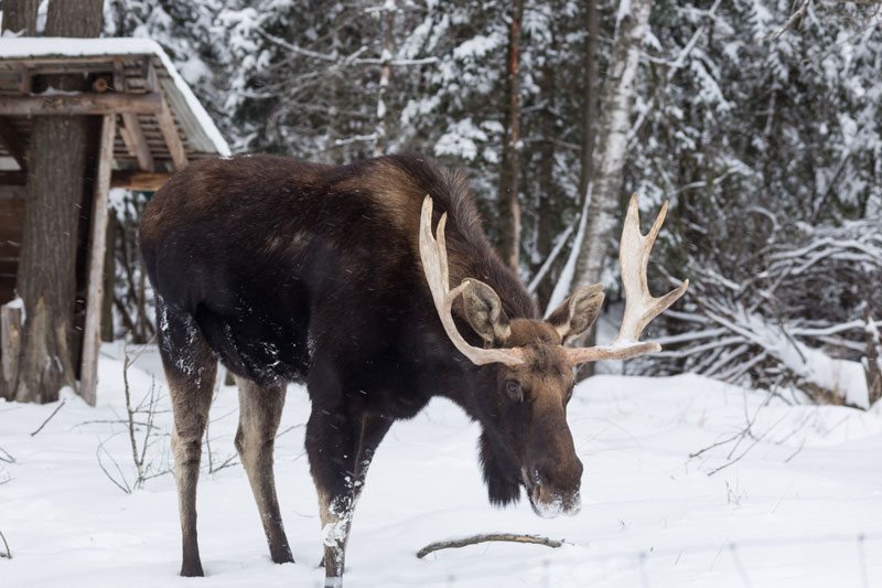 Deadline approaching for input on moose and wolf hunt changes