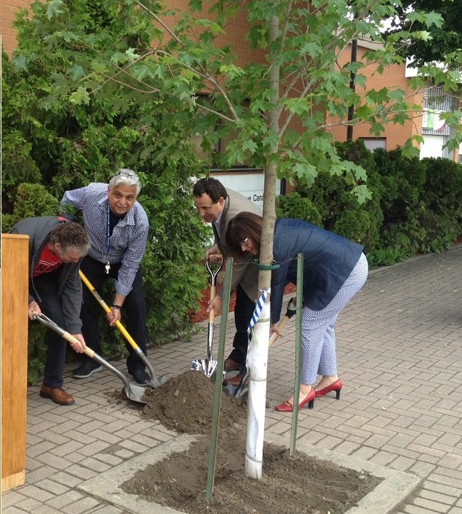 Maple Tree to be planted outside municipal building in West Nipissing for Canada 150