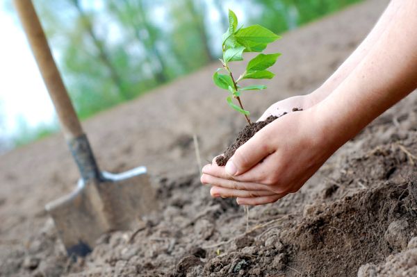 Ontario is committed to planting 50 million trees by 2025