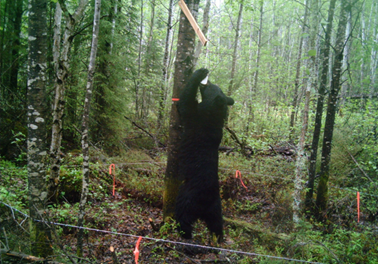 MNRF conducting black bear population studies in region and across Ontario