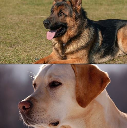 Is your pooch the next Littlest Hobo?