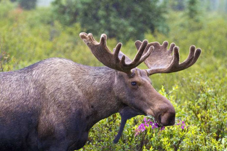 Ontario seeks feedback on moose management