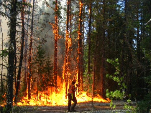 Four new Forest Fires start on July 9