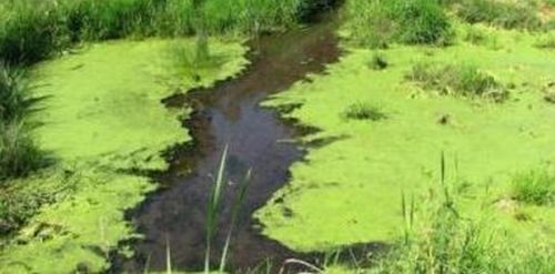 Blue-green algae found in more area lakes