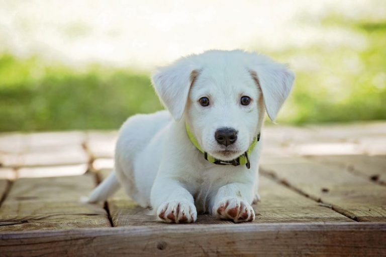 Microchip your precious pets at Barkfest