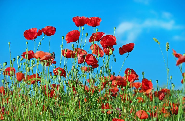 Poppy campaign to start Friday