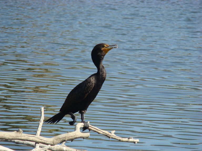 Cormorant hunting season begins