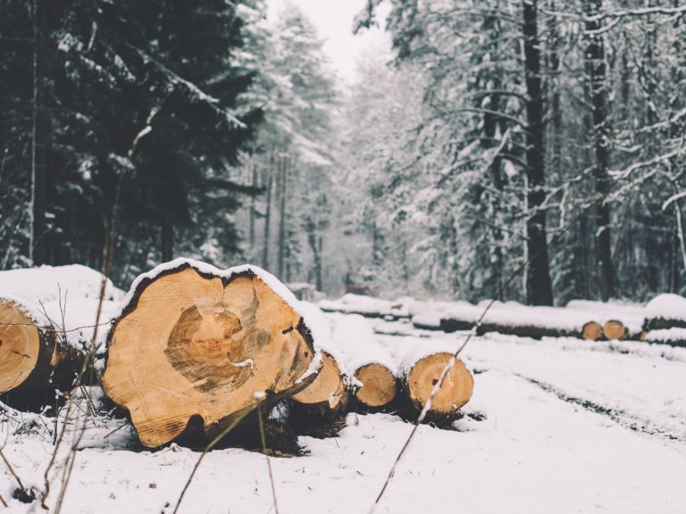 Province invests in forestry sector businesses