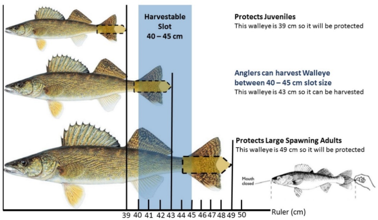 MNRF seeking feedback on potential fishing regulation changes to Lake Nipissing