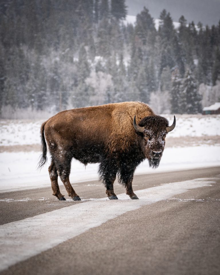 Six of seven bison back home, safe and sound