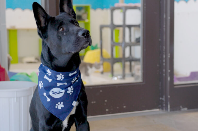 Pet bandana fundraiser supporting new adoption centre