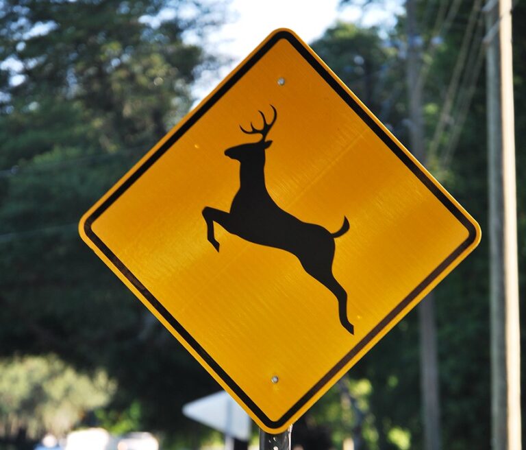 Additional deer tags now available from Ontario Fish and Wildlife