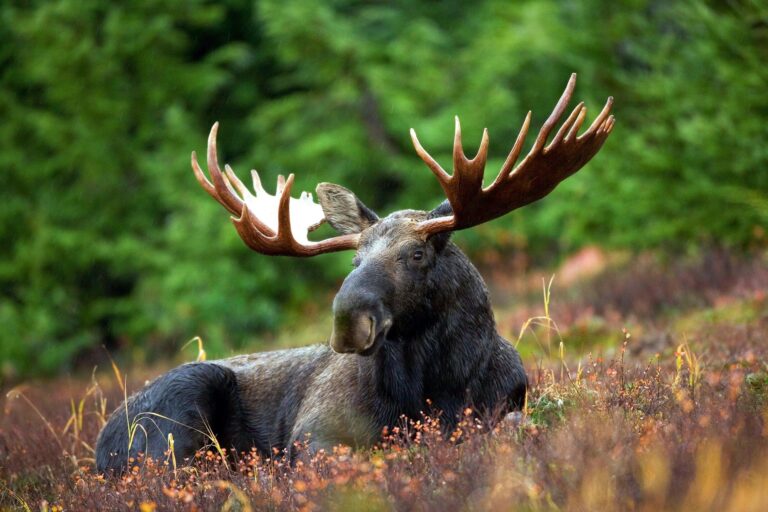 Last-chance moose tag claims open August 1
