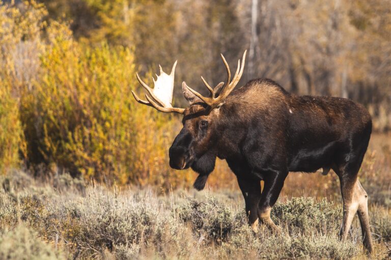 Last chance to apply for moose tags July 7