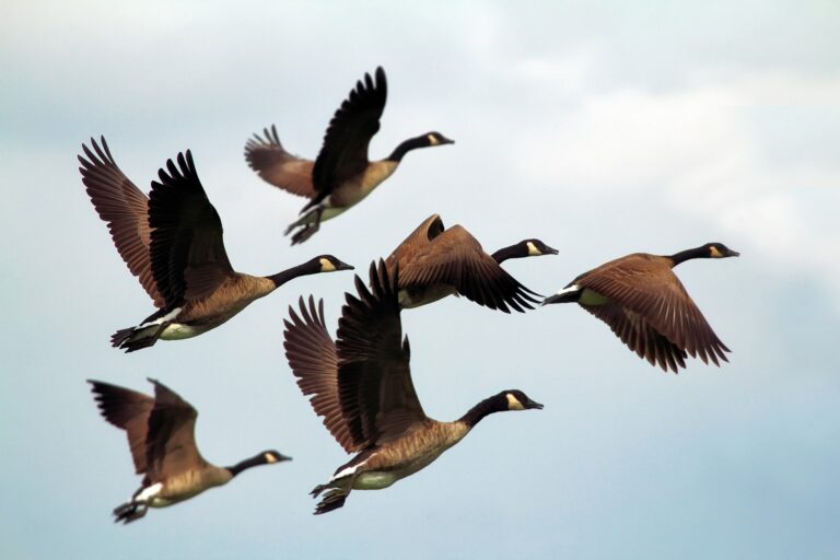 Migratory Game Bird Hunting Permits now available for 2022-23 season