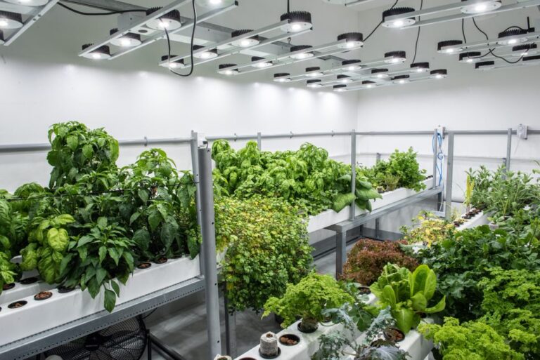 Growing success at Canadore’s living lab