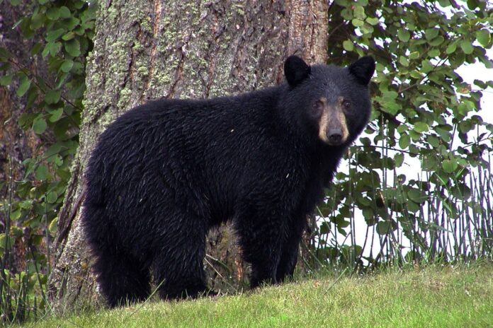 black bear