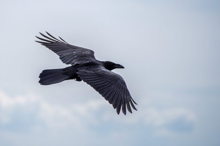 crow