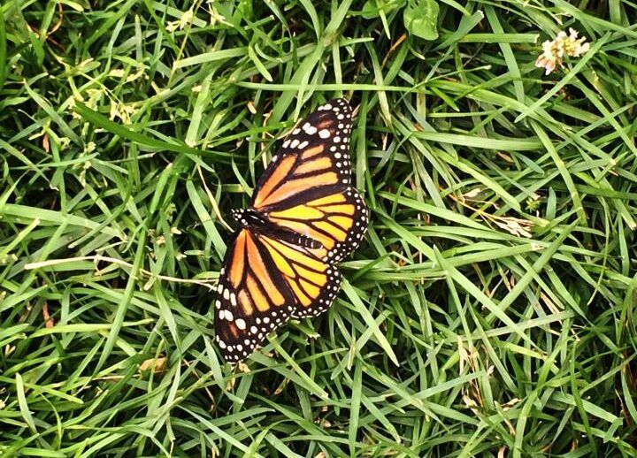 NNPCN live butterfly release takes place Saturday