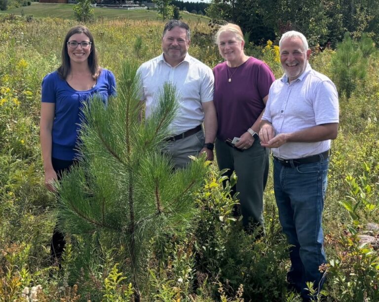 Millions of new trees to be planted on Ontario Crown forestland